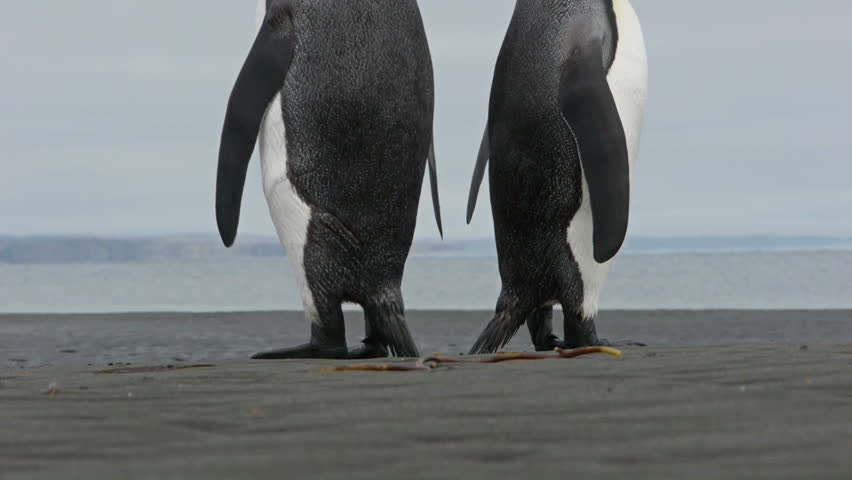 Penguin butts