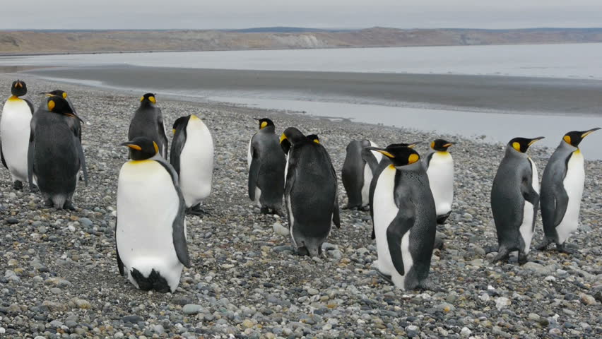 Penguins walking around