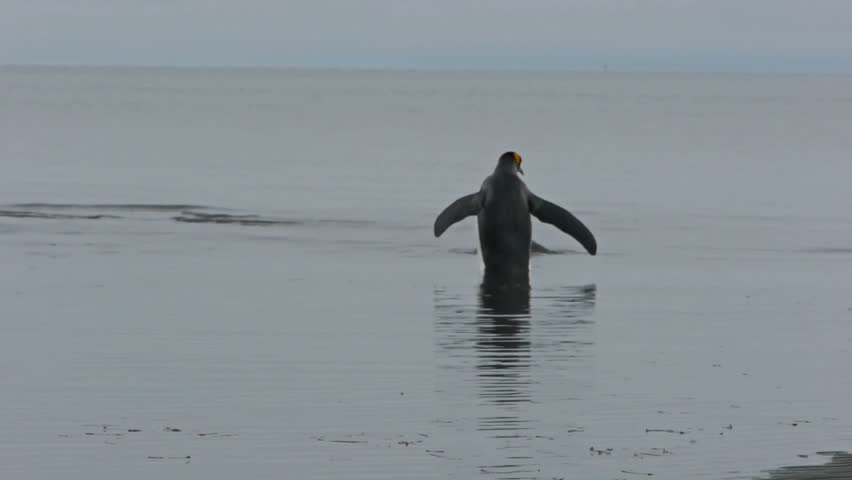 King Penguin jumps into ocean and swims off