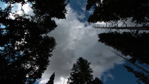 A motion time-lapse of evergreen trees in Rocky Mountain National Park, Colorado with storm like clouds moving overhead Stock Video