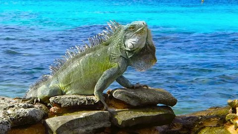 Green cute iguana sitting on the rocky beach near azure sea. Tropical island shore with exotic animal. Calm cyan ocean, sunny day, beach vacation with colorful reptile.