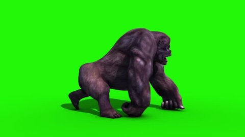 Gorilla Walkcycle Side Green Screen 3D Rendering Animation