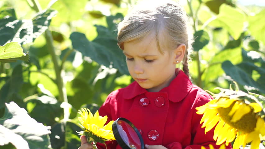 Child with a magnifying glass considers sunflower