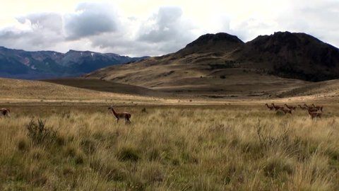 Guanaco lama exotic mammal wild animal in Andes mountains of Patagonia. Pasture of herbivores in wildlife in Tierra del Fuego.