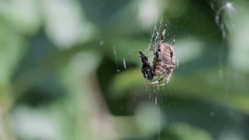 Spider eating fly