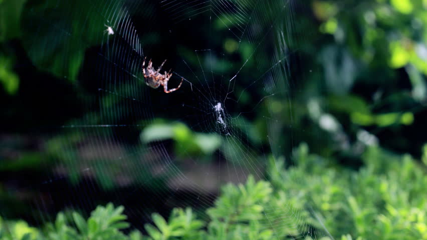 Timelapse Spider spinning web