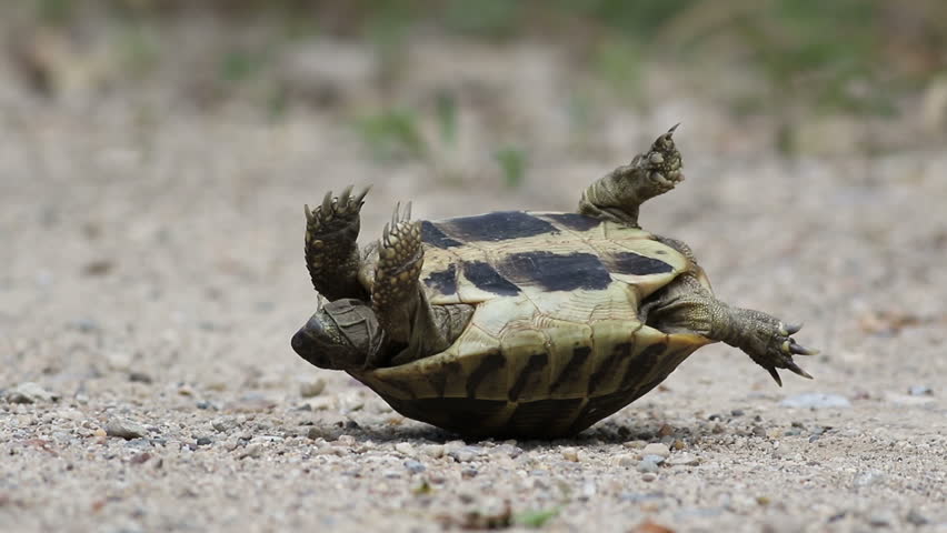 Hermanns Tortoise Flipped On Its Stock Footage Video 100 Royalty Free 27721201 Shutterstock