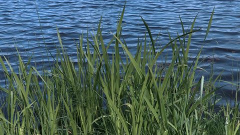 Lake with weeds