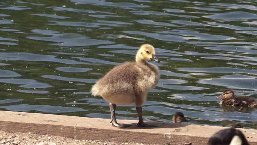 Young Swan running around