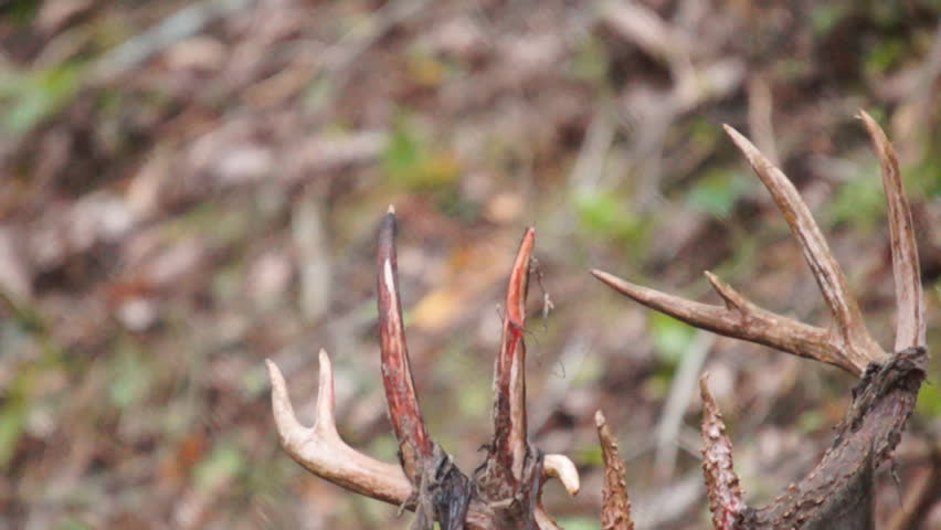 Whitetail Deer mature bucks in September
