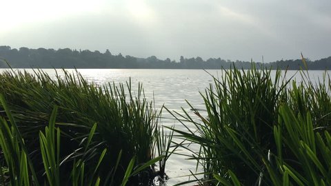 British lake with bulrushes in the summertime
