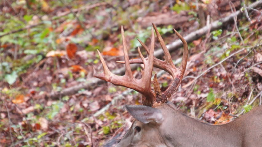 Whitetail Deer mature bucks in September