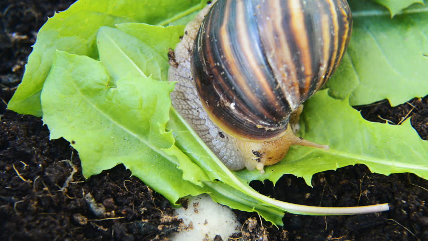 giant african land snail eating fresh Stock Footage Video (100% Royalty