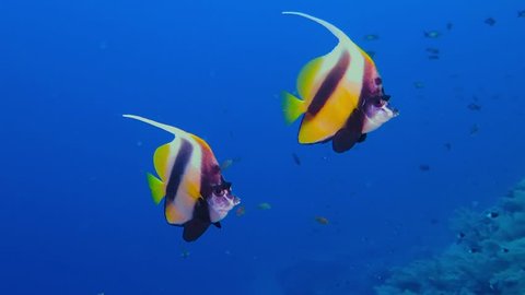 Colorful exotic butterfly fishes underwater on the tropical coral reef. Snorkeling with the tropical fish on the coral reef. Scuba diving adventure in the deep ocean with marine wildlife..