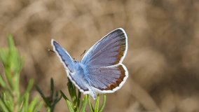 4k. Plebejus argus perched on a plant. The beautiful butterfly of metallic blue colors takes flight at the end of the clip