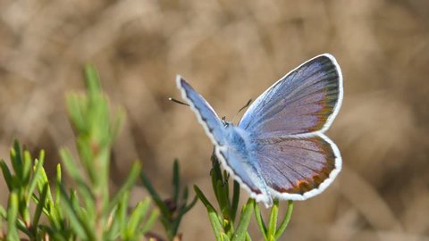 4k. Plebejus argus perched on a plant. The beautiful butterfly of metallic blue colors takes flight at the end of the clip