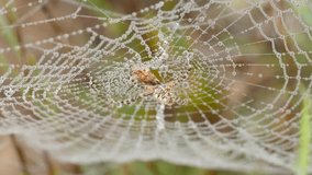 4k spider web with morning dew drops. The spider waits in its trap for some prey to fall. - Powered by Shutterstock - Get 15% off with code: PIKWIZARD15