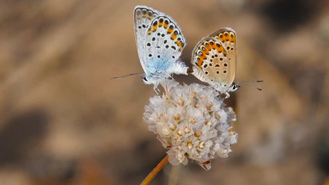 4k. Copulation of Plebejus argus on the inflorescence of Armeria pungens. Beautiful detail image of these butterflies during copulation