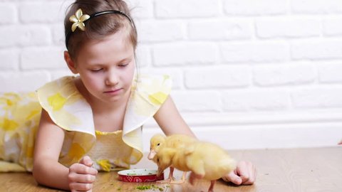A little cute girl in a yellow dress is playing with three little yellow ducklings, feeding them with herbs. Ducklings drink water from a plate. Indoors, on white background.