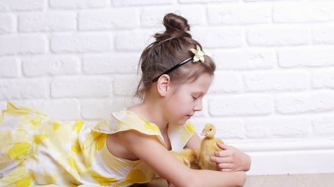 A little cute girl in a yellow dress is playing with three little yellow ducklings, feeding them with herbs. Ducklings drink water from a plate. Indoors, on white background.