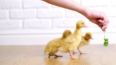 Close-up, the hand holds a twig of grass and feeds, teases, is playing, having fun with three cute little yellow ducklings, indoors, on a white background.