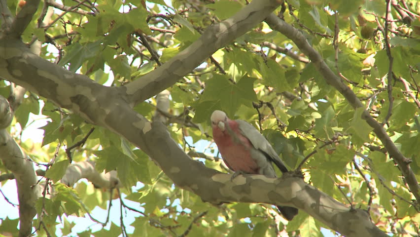 Wild parrot in Adelaide park in a tree