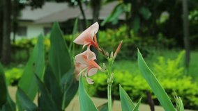 Salmon, Coral and Peach Canna Lily Flower (Asian Soft Petals Flowers) with Blank Space, Paksong, Champasak, Laos, 20 May 2017, 1080p HD Video, Footage Clip