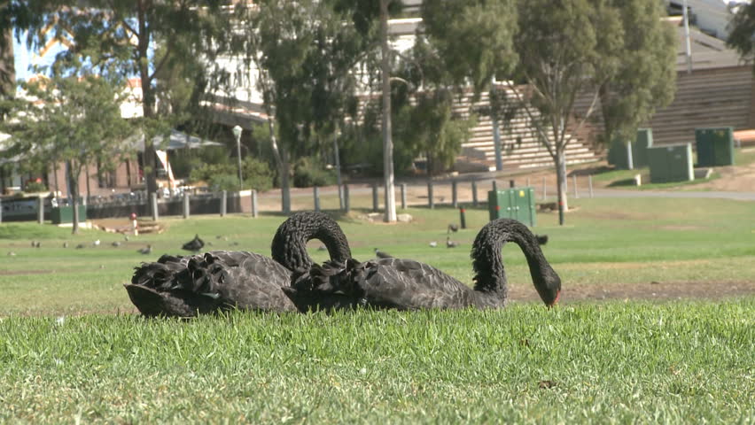 Black Swans in Adelaide city park