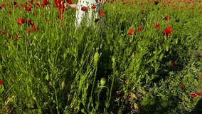 Little girl in a poppy field