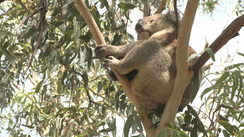 Australian Koala Bear sitting in a tree