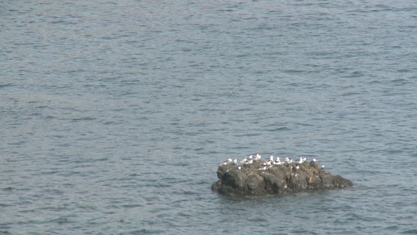 Seagulls on Isolated rock island near the coast of south Australia