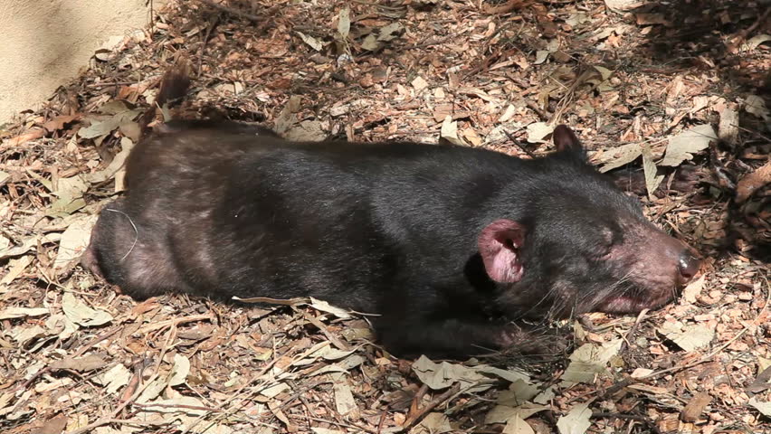 A tasmanian Devil (Sarcophilus harrisii) lying in the sand