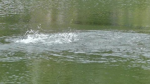 Barramundi jumps into the air when it is hooked by a angler in the fishing tournament,slow motion