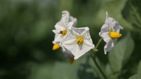 White flower of cultivated potato plant shallow DOF 4K 2160p 30fps UltraHD footage - Close-up of Solanum tuberosum 3840X2160 UHD video