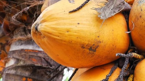 Panning shot of bunches of yellow fresh coconuts on the tree – Video có sẵn