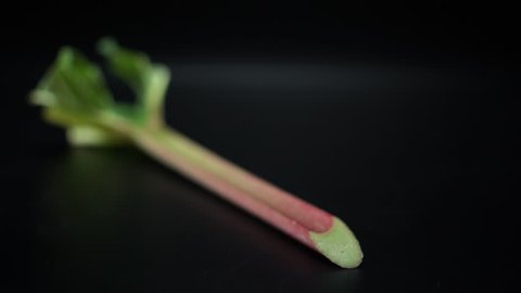 Track-shot fly over single stock of rhubarb on black background with horizon