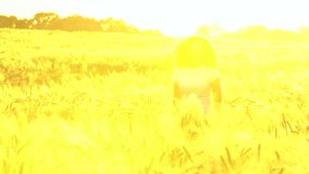 4K video clip of beautiful mixed race African American girl teenager young woman wearing a white t-shirt and blue aviator sunglasses walking through a field of wheat or barley at sunset or sunrise