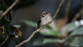 Young juvenile bird perching on branch alone in a windy day. Cute bird Eurasian tree sparrow.