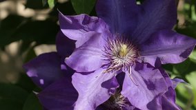 Clematis Jackmanii Superba spring flower 4K 2160p 30fps UltraHD footage - Close-up of purple plant stamen and petals 3840X2160 UHD video