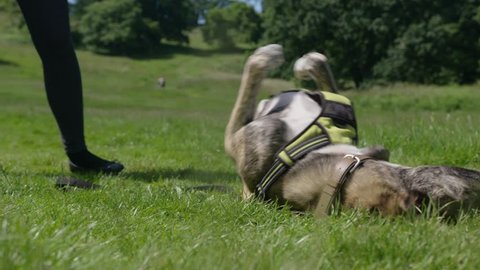 Playful Dog Rolling Over in Grass in Park