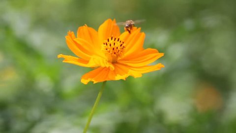 bee and flower 