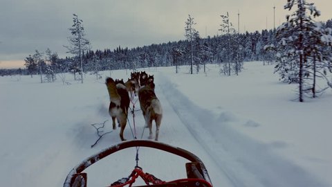 Riding husky sledge in Lapland landscape