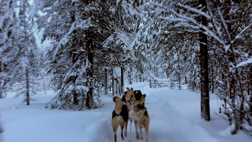 Riding Husky Sledge Lapland Landscape Stock Footage Video (100% Royalty ...