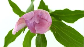 Beautiful Spring Pink Peony flower opening timelapse, bud blossom. Time lapse of Easter fresh blooming Peony flower closeup. Isolated On White background. Gardening. 4K UHD video 3840X2160