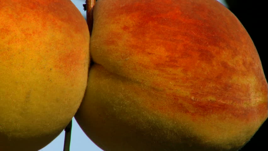 Peach Tree ...(closeup)
