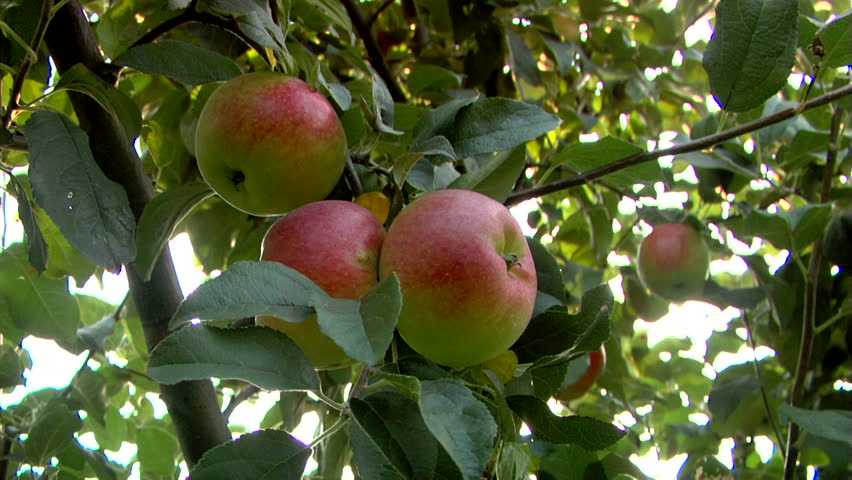 Apple Tree ...