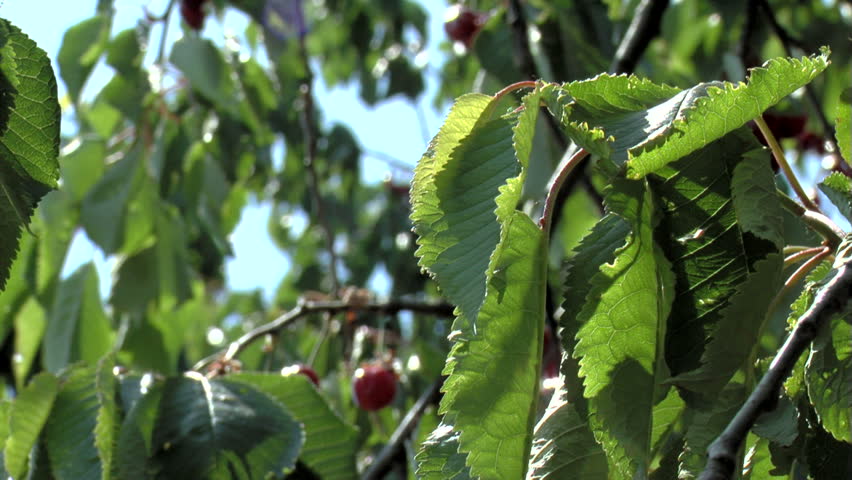 Cherry Tree ...