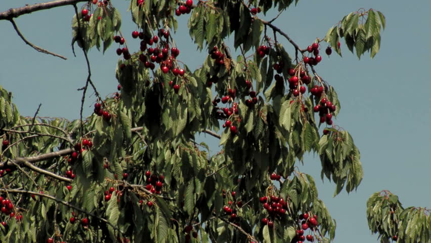 Cherry Tree ...
