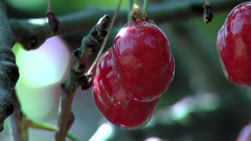 Cherry Tree ...