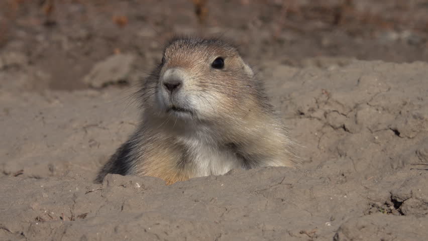 CLOSE UP: Brown wild prairie dog comes out of his hole home and starts nibbling on dry grass on sunny day. Cute prairie dog in its grassland habitat in Badlands National Park in South Dakota, USA